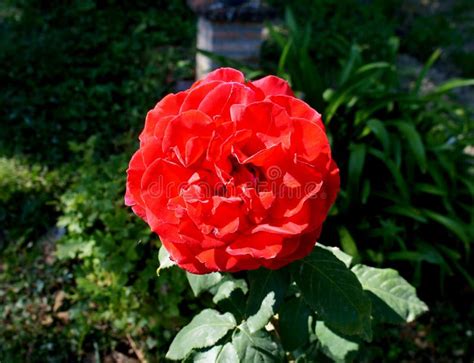 Big Red Rose Stock Image Image Of Gardening Floral 186133293