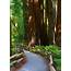 Muir Woods Photograph By Michael Blesius