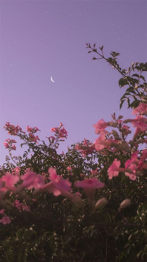 Evening Flowers Android Wallpaper Flowers Night Sky Wallpaper