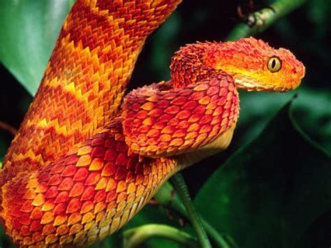 22 Pics Of The Coolest Poisonous Snake In The World The African Bush