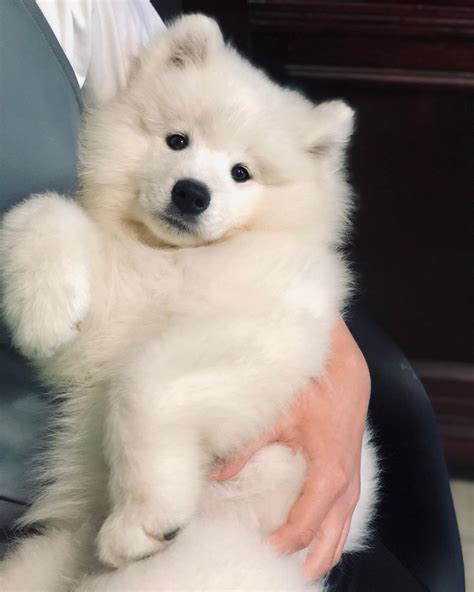 11 4 Months Old Superior Samoyeds Dog Puppy For Sale Or Adoption