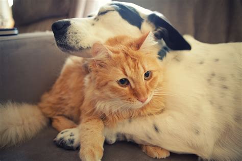 Dog And Cat Friends Wallpapers And Images Wallpapers