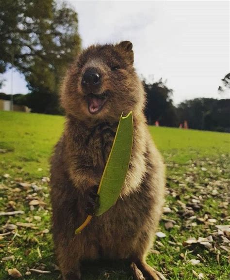 Quokka On Instagram Delicious Food Makes Someone Happy🤗 Pic From