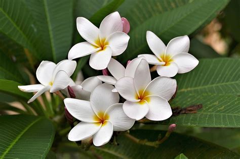 20 Tropical Flowers To Create Beautiful Exotic Garden Morflora