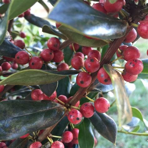 Plant Ilex cornuta 'Needlepoint' by Tracy Woods in Cloudy Way Garden