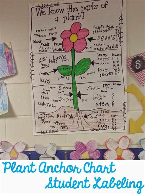 Parts Of A Plant Anchor Chart By Cheryl Barrios Plants Anchor Charts