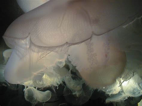 Jellyfish Geek Nurse Flickr