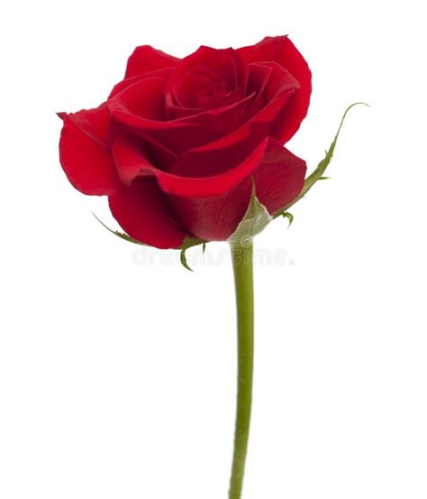 Dark Red Rose Isolated Stock Photo Image Of Nature Cutout 81721182