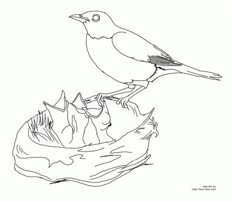 Viral Baby Birds In Nest Coloring Pages Best Baby Bath Tub Lowest Price