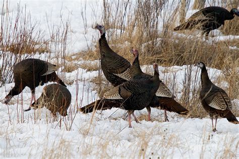 Eastern Wild Turkeys Photograph By Linda Freshwaters Arndt Pixels