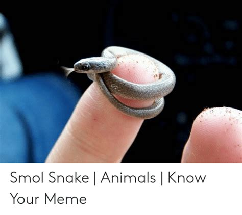 🐣 25 Best Memes About Smol Snek Meme Smol Snek Memes
