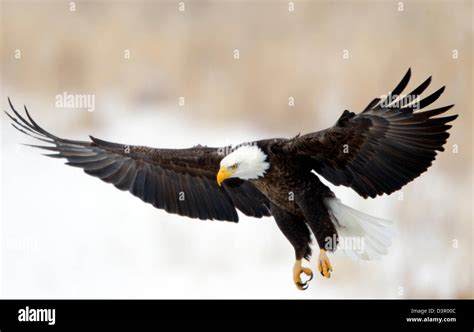 Bald Eagle Landing Stock Photo Alamy