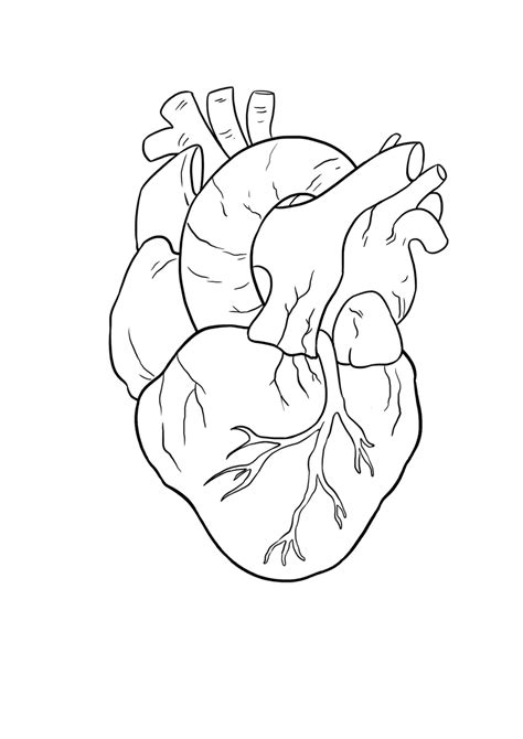 Simple Human Heart Drawing Color