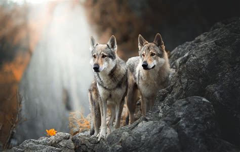 Wolves Autumn Wallpapers Wallpaper Cave