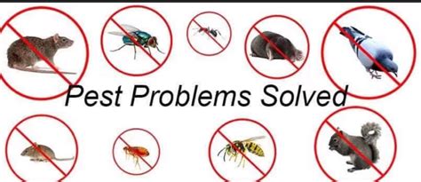 See more of brasure's pest control, inc. Brasure's Pest Control, Inc. - Home | Facebook