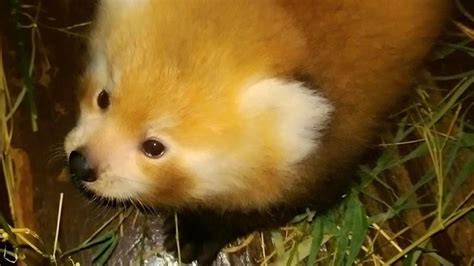 Meet Willie The Zoos New Red Panda Cub