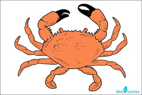 How To Draw A Crab For Kids A Step By Step Tutorial