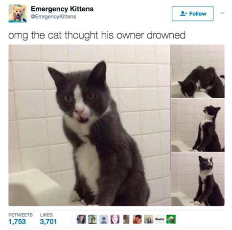 27 Tweets That Prove Cats Are Too Pure For This World Cute Animals