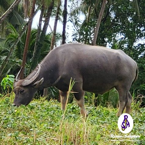 Carabao Farm Animals Philippines Water Buffalo