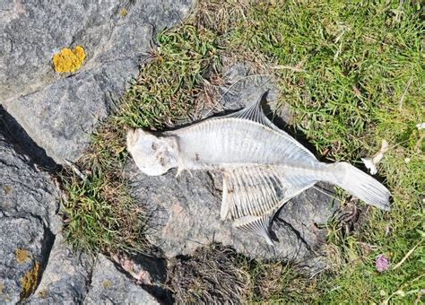 Fish Skeleton Of A Halibut Stock Photo Image Of Spine 55313916