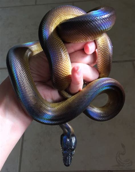 White Lipped Python Pretty Snakes Pet Snake
