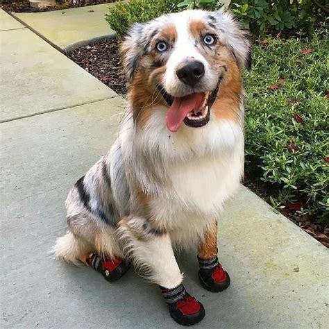 17 Reasons Australian Shepherds Are The Worst Possible Breed Of Dog You