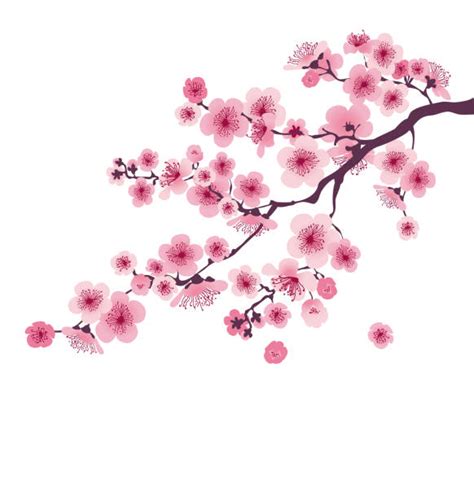 Cherry Blossom Illustrations Royalty Free Vector Graphics And Clip Art