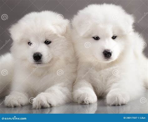 Samoyed Puppy Royalty Free Stock Photography Image 28017507
