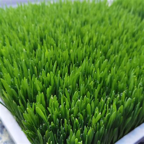 Fodder Hydroponic Barley Tray System For Growing Microgreens Wheatgrass