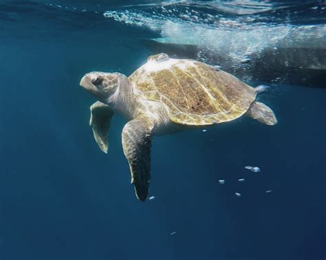 Endangered Olive Ridley Sea Turtles Released To The Ocean After Rehab