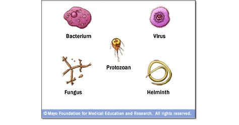 Fig 1 Types Of Infectious Agents Bacteria And Protozoa Are Microscopic One Celled Organisms