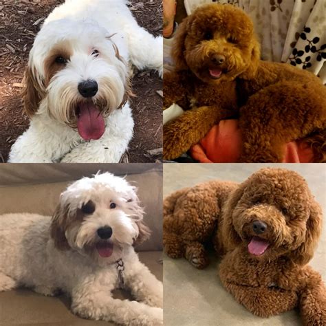 Please do the homework so you understand what you are getting. Labradoodle Puppies For Sale | Research Triangle, Triangle ...