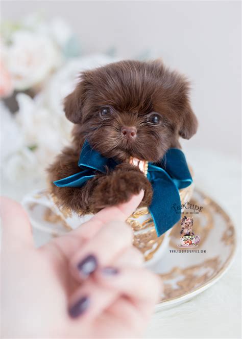 Chocolate Shih Tzu Breeder Teacup Puppies And Boutique