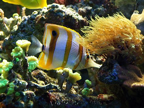 Butterflyfish Tropical Ocean Sea Underwater Wallpapers Hd Desktop