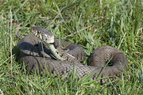 Yorkshire Field Herping And Wildlife Photography First Grass Snake Of