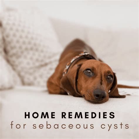 Dog Sebaceous Cysts Home Remedies Pethelpful