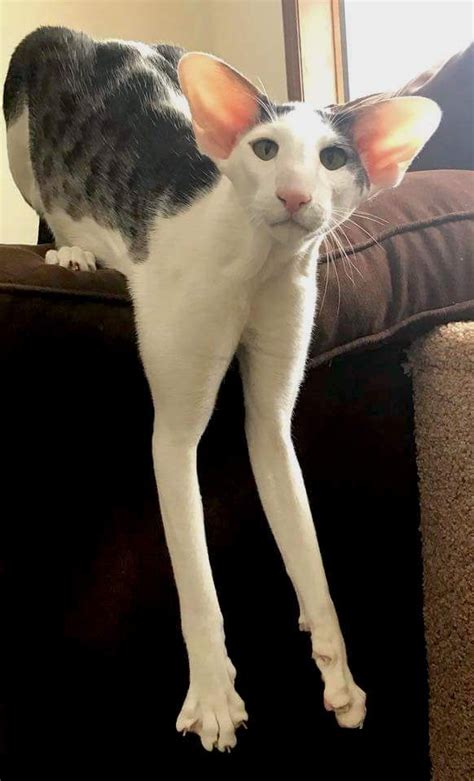 Dobby Cat “i’m An Oriental Shorthair But I Look A Bit Different ’ Dobbythecat1 Via Facebook