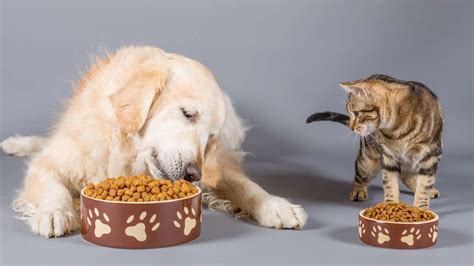 Cómo evitar que tu gato coma la comida de tu perro