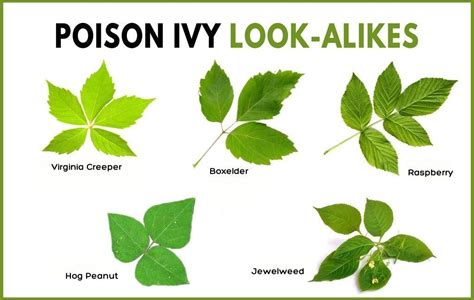 The Different Types Of Leaves And Their Names