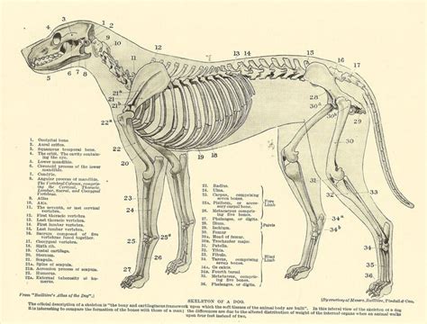Vintage 1935 Dog Veterinary Print Skeleton Of Dog Anatomy Of Etsy