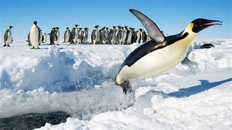 Global Warming Puts Emperor Penguins On Thin Ice Yale Climate Connections Cape Weather