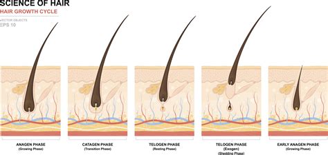 Hair Anatomy How Your Hair Grows Essentique