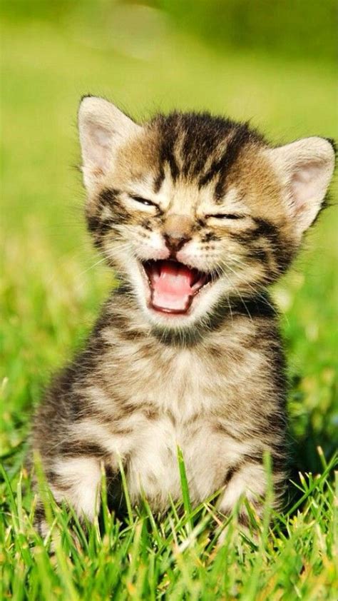 Ha Ha Ha Kitty Kat Cats Laughing Cat Cat Diy