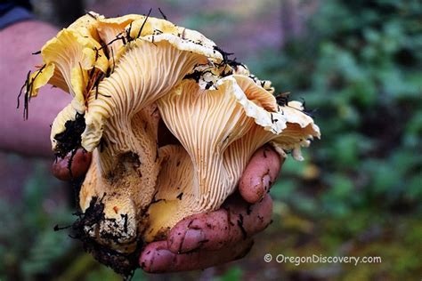 Oregon Chanterelles Wild Edible Mushrooms Oregon Discovery