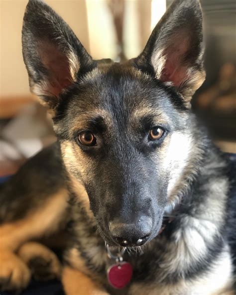 List 91 Pictures Pictures Of Short Haired German Shepherds Excellent