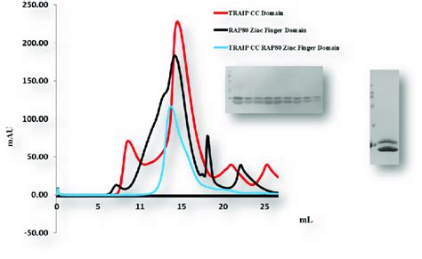 Gel Filtration Chromatogram Size Exclusion Chromatography SEC