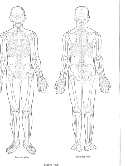 24 Listen Von Muscles Anterior Full Body Diagram The Main Framework