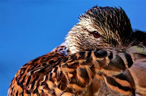 Brown Feathered Bird In Macro Shot · Free Stock Photo