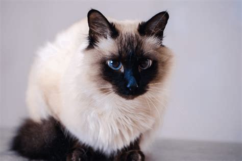 Balinese Cat Breed Characteristics And Info World Cat Finder
