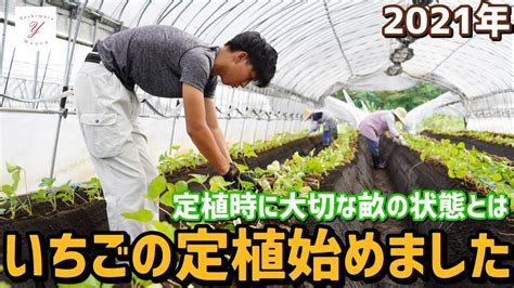 「いちご栽培 いちご農家」いちごの定植始めました 定植時に大切な畝の濡れ具合とは Youtube